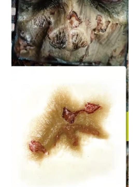 Zombie nose